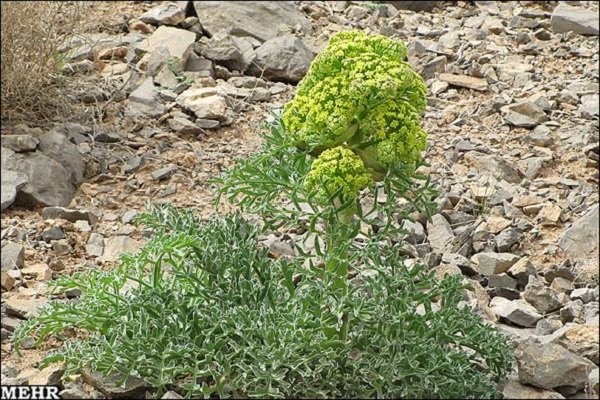 تصویر محصول آنغوزه - 