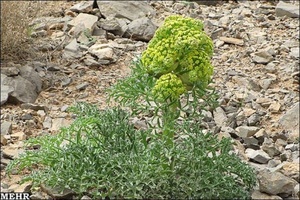 سوغات بشرویه در فروشگاه آنلاین بشگردی