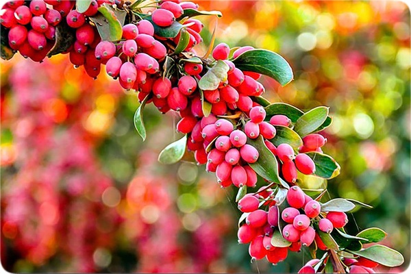 تصویر محصول  - 