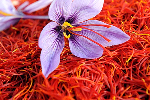 تصویر محصول  - 